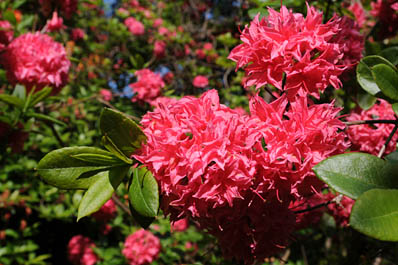 HillierRhododendrons
