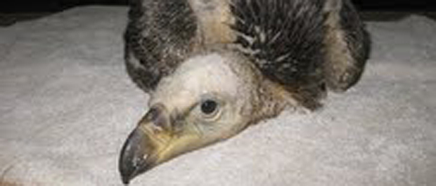 vulture chick