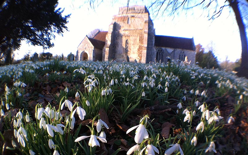 Snowdrops in Hampshire insidehampshire