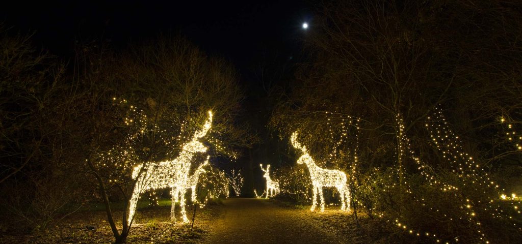 Light Up Sir Harold Hiller Gardens at Christmas