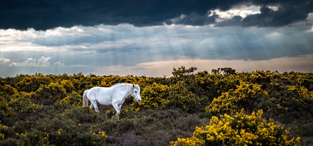 horse in the New Forest